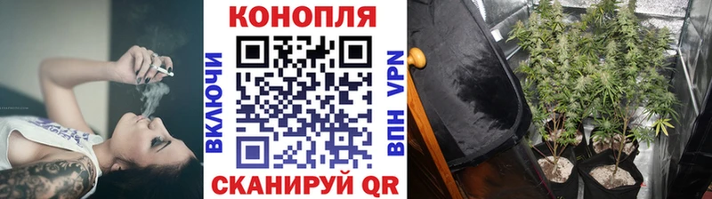 Бошки марихуана гибрид  как найти закладки  Новомосковск 